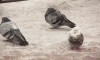Петербуржцам рассказали, почему не стоит кормить голубей