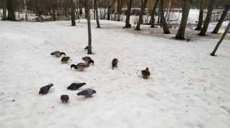 В Ленобласти 18 февраля возможно налипание мокрого снега