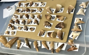 На Выборгской таможне обнаружили незадекларированные зубы динозавров