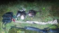 В Пушкинском районе задержали двух браконьеров с обезгла...