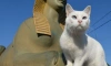 На международной премии "Мой ласковый и нужный зверь" отметили петербургского кота Ахилла из Эрмитажа
