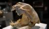 Из петербургского НИИ похитили 50 черепов животных на 3,5 млн рублей
