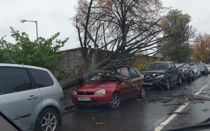 В Петербурге шквальный ветер повалил светофор и деревья на авто