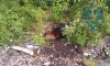 Спасатели в Приозерске вытащили пса из мазутного пятна