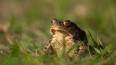Серьезная жаба в Нижне-Свирском заповеднике впечатлила ...