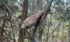 В Ленобласти обнаружили минометную мину на дереве