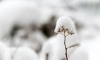 В Ленобласти 3 апреля ожидаются снег и похолодание