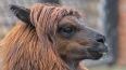 В Ленинградском зоопарке петербуржцам показали альпаку ...