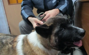 В январе контроль в Пулково прошли более 25 тысяч животных
