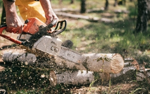 Уголовное дело о незаконной вырубке леса в Ленобласти станет прецедентом
