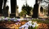 В Ленобласти приняли обязательные требования к кладбищам