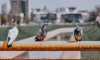В пометах петербургских голубей нашли возбудитель орнитоза 