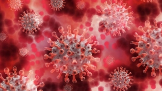 СМИ: пациенты с глистами легче переносят коронавирус 