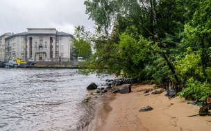 Активисты Васильевского острова получили ответ от КРТИ о возможном развитии парка "Заросли"