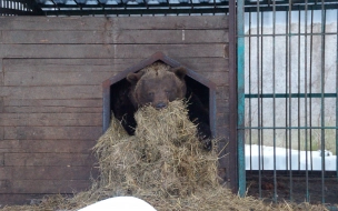 Медведь Потапыч из центра "Велес" ушел в спячку