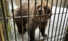 Росприроднадзор Ленобласти проверил содержание медведей в центре "Сирин"