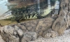 Петербурженка обратила внимание на условия жизни крокодила в ТК "Старая Деревня"