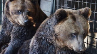 Медведи проснулись в центре "Велес" и "Приюте Белоснежки"