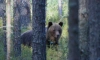 Посетители Нижне-Свирского заповедника повстречались с любопытными медведями