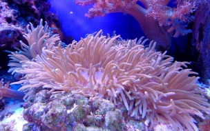 У берегов Таити нашли редкий коралловый риф 