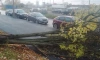Около 40 деревьев повалило во время шторма в Петербурге