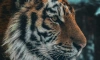 Подросший тигрёнок Зевс позирует перед камерой в Ленинградском зоопарке