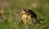 Серьезная жаба в Нижне-Свирском заповеднике впечатлила посетителей