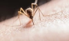 Стало известно, когда в Петербурге появятся комары