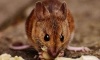 Ученые нашли способ подавить алкоголизм у мышей 