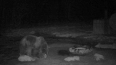 В Ленобласти фотоловушка "поймала" сонного медведя