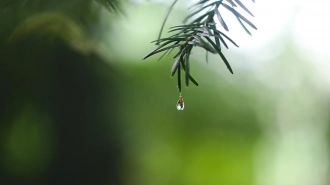 В Ленобласти 1 июня пройдут кратковременные дожди
