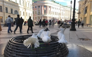В Петербурге прокуратура добилась блокировки сайта со способами травли голубей