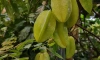 В Ботаническом саду приглашают посмотреть на плоды какао и папайи