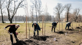 Власти города приглашают петербуржцев посадить деревья на майских праздниках