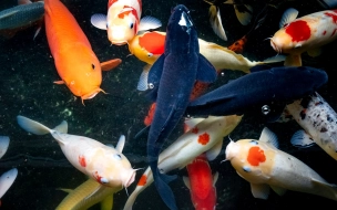 Ценные породы рыб заселят в озера в Купчино