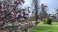 В Ботаническом саду началось цветение сакуры