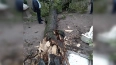 В Летнем Саду упала 260-летняя липа и снесла скульптуру