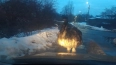 В Павловске заметили страуса на прогулке в полном ...