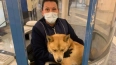 В петербургском метро потерялся рыжий пёс