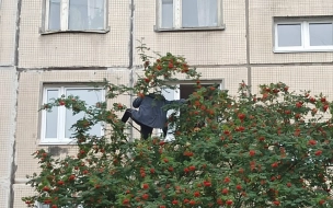 Жители Красногвардейского района уговаривали мужчину слезть с рябины