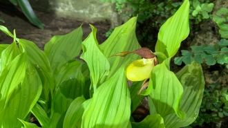 В Ботаническом саду представили редкий вид орхидей из Красной книги