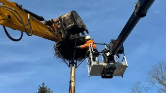 В Ленинградской области дорожники перенесли гнездо аистов на новую опору