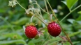 В Комздраве рассказали, на какие ягоды обратить внимание ...