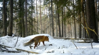 Биолог рассказал о начале гона у лисиц в Петербурге и Ленобласти