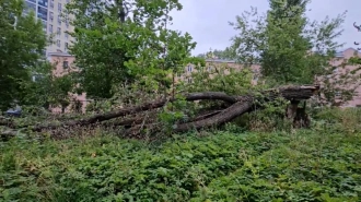 Ветер повалил семь деревьев у "Пролетарской" в Петербурге