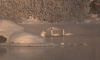 В Приозерске на реке Вуокса зимуют около 20 лебедей-кликунов