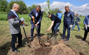 Новая яблоневая аллея появилась на территории мемориального комплекса в Ленобласти