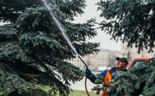 Голубые ели на Московской площади Петербурга обработали мыльным раствором