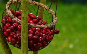 Диетолог рассказал об уникальных свойствах черешни и вишни
