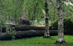 Более 350 деревьев повалил ураган за последние трое суток в Петербурге